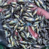 320x Silver Perch 2.5-3cm