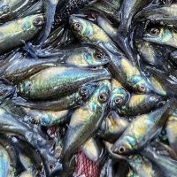 30x Silver Perch 2.5-3cm
