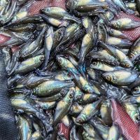 60x Silver Perch 2.5-3cm