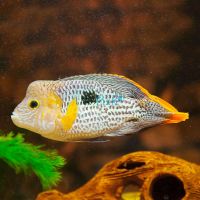 Silver Saum 5cm - Aequidens Rivulatus White Edged