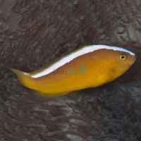 Skunk Clownfish - Medium
