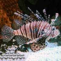 Volitan Lionfish - Large