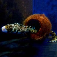 Snowflake Moray Eel - Medium