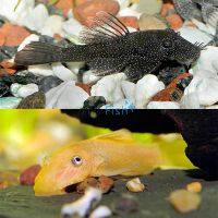 Assorted Bristlenose Catfish & Albino Bristlenose 3cm