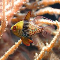 Pajama Cardinalfish - Medium