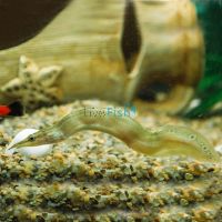 Spiney Eel 12cm