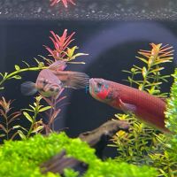 Pair Betta Brunei Beauty - Wild Caught 7cm