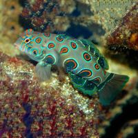 Spotted Mandarin Fish - Medium