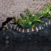 Striped Kuhli Loach 5cm