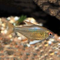 Lemon Tetra 3cm