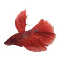 Male Super Delta Betta Fighter 5cm