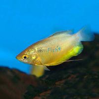 Thicklip Gourami - Bronze 5cm