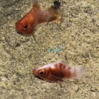 Tiger Platy 4cm