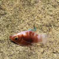 Tiger Platy 4cm