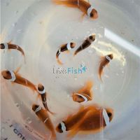 2x Tomato Clownfish 3cm