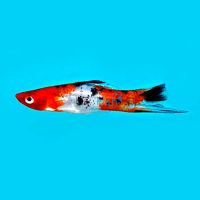 Tri-Colour Swordtail 5cm