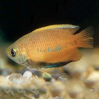 Gold Honey Dwarf Gourami 4cm 