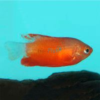 Thicklip Gourami - Sunset 5cm