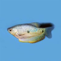 Blue Gourami - Three Spot 5cm