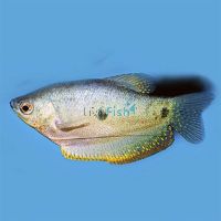 Blue Gourami - Three Spot 7cm