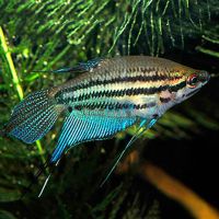 Croaking Gourami 3cm