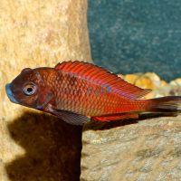 Tropheus Moliro Red 5cm