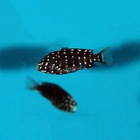 Tropheus Duboisi Maswa 3cm