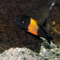 Tropheus Bemba Red 3.5cm