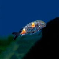 Tropheus Cherry Spot 3cm