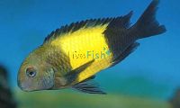 Tropheus Kaiser Ikola 5cm