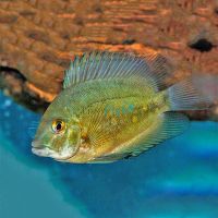 Cichlid Uaru 6cm