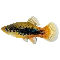 Variatus Green Platy 4cm