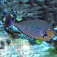 Vlamings Tang Unicornfish - Medium