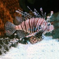 Volitan Lionfish - Small