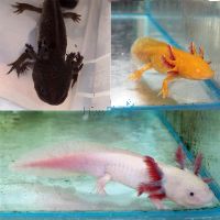 Assorted Axolotl 12cm