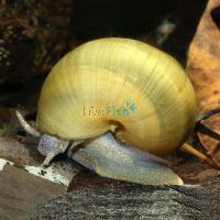 Waterhouse Snail - Medium