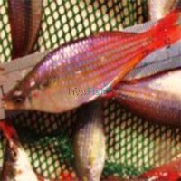 Western Rainbow - Drysdale River 5cm