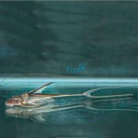 Whiptail Catfish 5cm