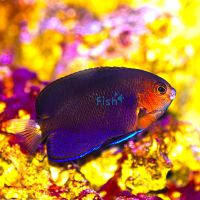 Whitetail Pygmy Angelfish - Medium