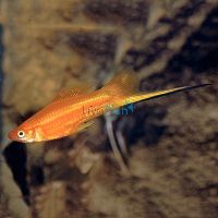 Red Swordtail 5cm