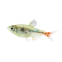 Yellow Phantom Tetra 3cm