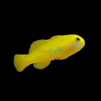 Yellow Clown Goby - Medium