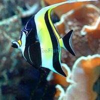 Moorish Idol - Medium