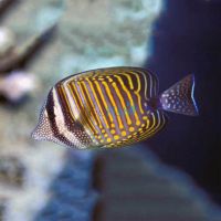 Tang Indian Ocean Sailfin - Medium