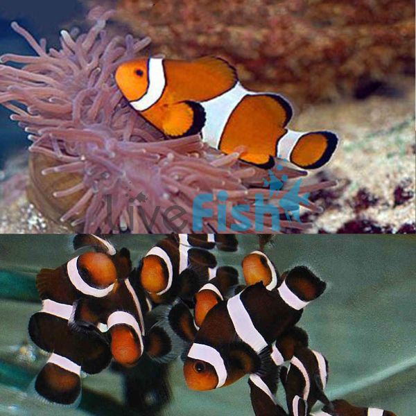 1xBlack&White and 1xOrange&White Clownfish 3cm