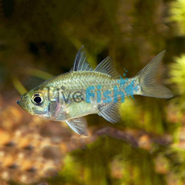 Olive Glass Fish 4cm