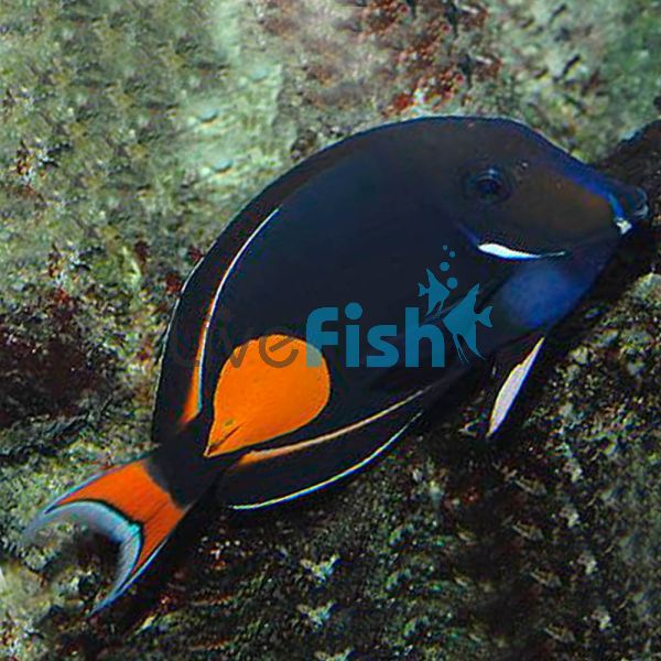 Achilles Tang - Extra Large