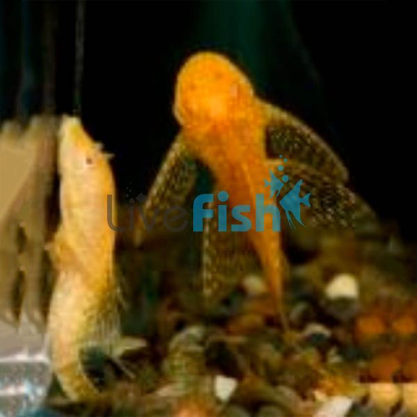 L/F Albino Bristlenose Catfish 12cm