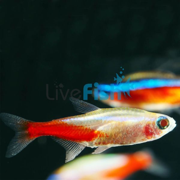 Albino Neon Tetra 2.5cm