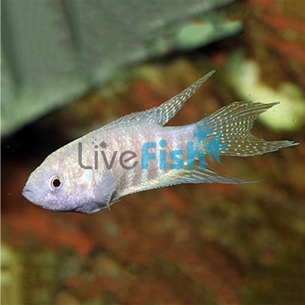 Albino Paradise Fish 5cm